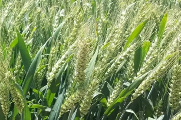 西农369小麦种子简介，适宜播期10月中下旬