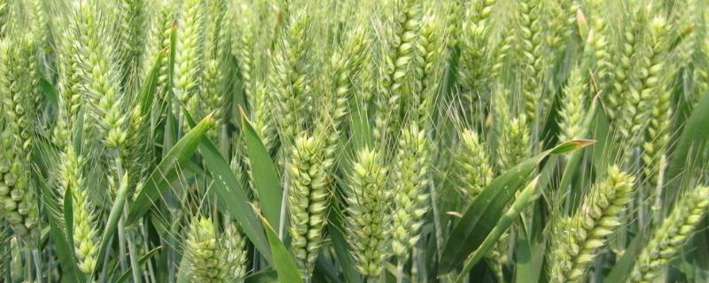 鲁原118小麦品种的特性，适宜播种期10月5日－15日