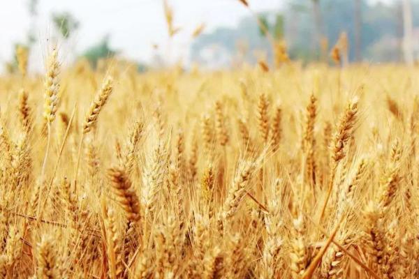 轮选145小麦种子简介，适宜播种期10月上中旬