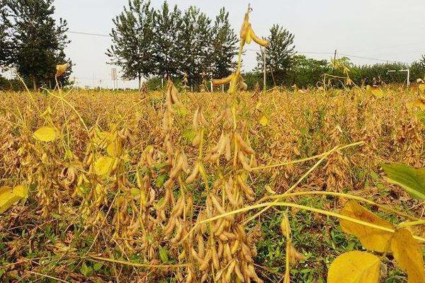 长农54大豆种子特点，北方春大豆中熟高油型品种