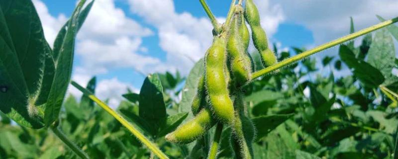 吉农82大豆种子特点，中等肥力地块13500株