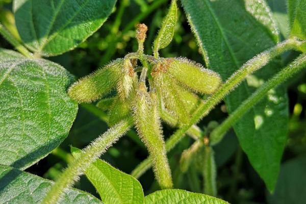 宾豆8号大豆种子特征特性，生育期平均120天