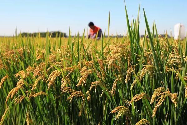 隆晶优570水稻种子简介，一般7月上中旬播种