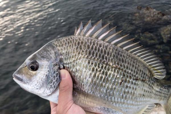 食用海鱼的种类，常见的有三文鱼、金枪鱼、鳕鱼等