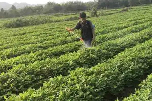 花生中后期病虫害如何防治，针对不同病虫害的防治方法不同