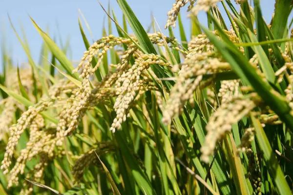 莉晶优570水稻种子简介，秧田播种量每亩15千克