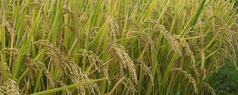 莉晶优570水稻种子简介，秧田播种量每亩15千克