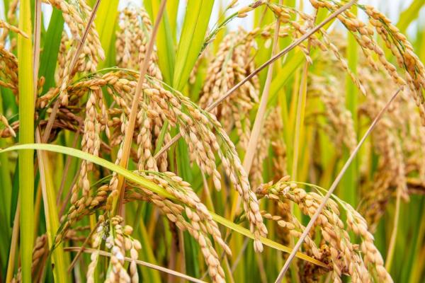 珍两优570水稻种子简介，秧田亩播种量8－10千克