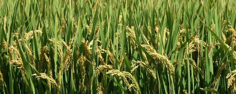 晖两优5281水稻种子特征特性，每亩插足基本苗6万以上