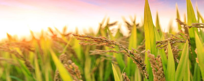 中两优2305水稻品种的特性，每亩有效穗数19.2万穗