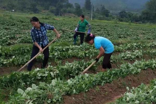 甘薯上钾肥技术，移栽前和封垄前均可施钾肥