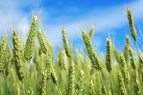邦麦1号小麦品种的特性，每亩基本苗15万左右