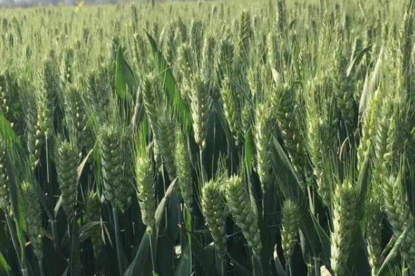 齐金23小麦种子简介，每亩基本苗15-18万