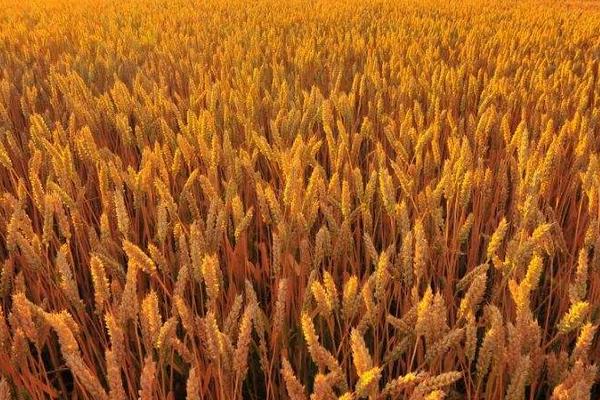 临麦13小麦种简介，每亩基本苗15-20万