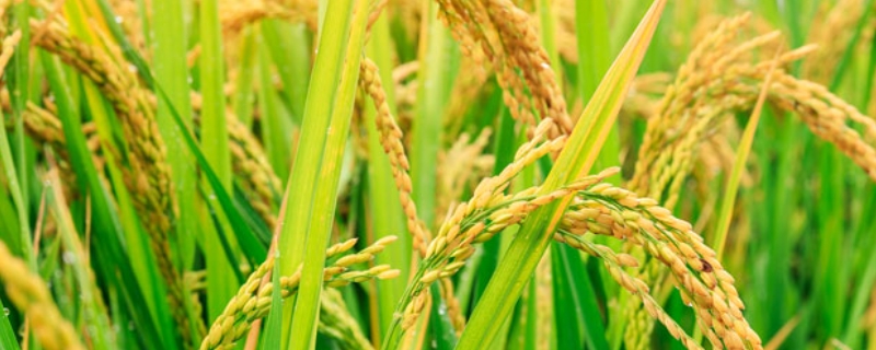 荃优607水稻种子特点，每亩大田用量1－5千克