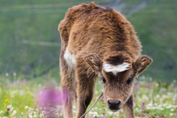 新生牛犊喘气快的原因，可能是呼吸不畅、感染肺炎等导致的