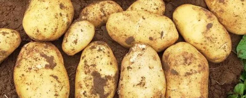 马铃薯种植怎么施肥，基肥需重施