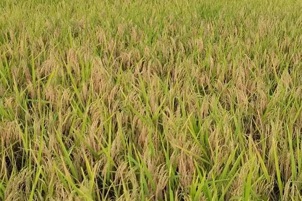 隆两优3703水稻种子特点，全生育期134.3天