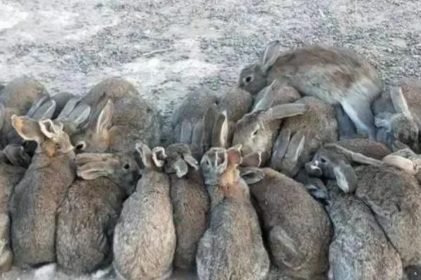 哪些兔子不能选作种兔，第一胎生下的仔兔不宜作为种兔