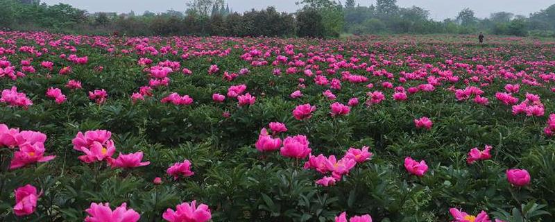 春天怎么种植芍药花，芍药花在春天时不宜种植