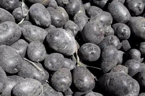 黑土豆是转基因吗，并不是转基因土豆