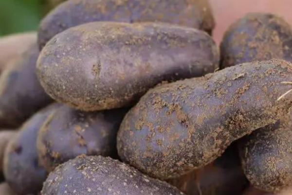 黑土豆是转基因吗，并不是转基因土豆