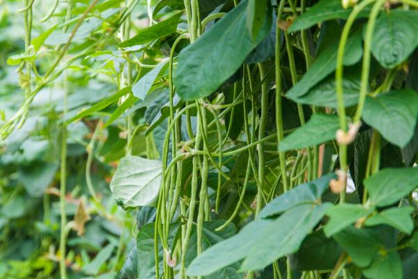 7月份能不能种豆角，7月份可以种植豆角