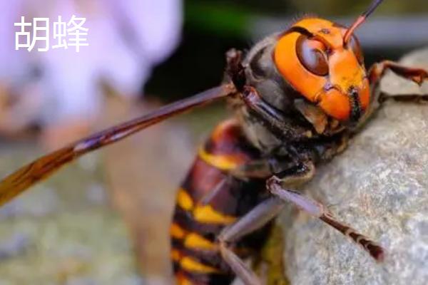 胡蜂和蜜蜂的区别，生物学分类、食物习性均不同