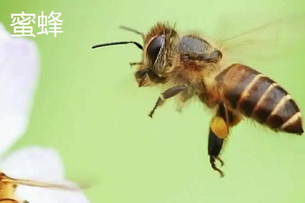 胡蜂和蜜蜂的区别，生物学分类、食物习性均不同