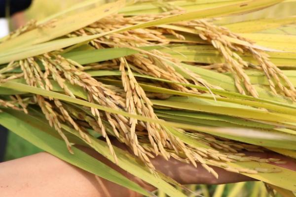 甬优6711水稻品种简介，一般5月5日至25日播种