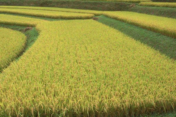 甬优6711水稻品种简介，一般5月5日至25日播种