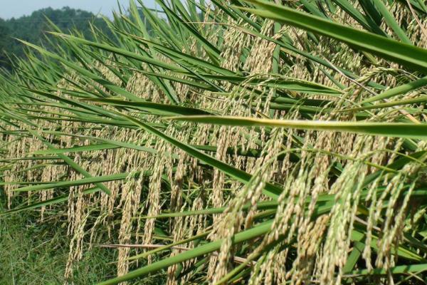 金粳778水稻品种的特性，中抗稻曲病（病穗率5.0%）