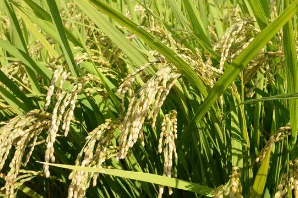 镇稻656水稻种子简介，机插秧5月下旬播种