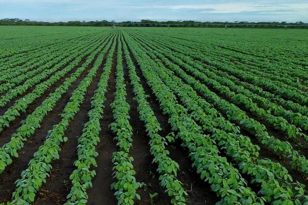瑞豆1号大豆种子特点，每亩留苗0.8万~1.0万株