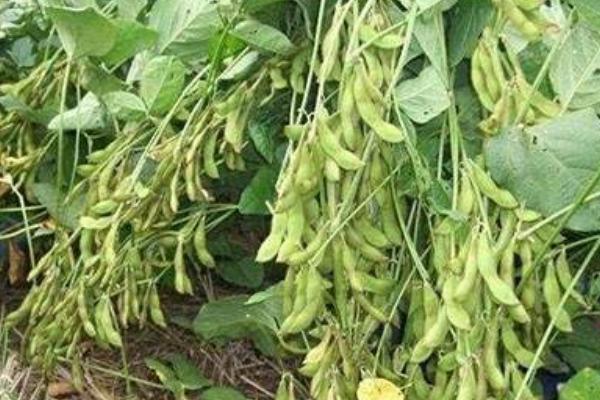 浙农秋丰4号大豆种子特征特性，亩种植密度1.3万株左右