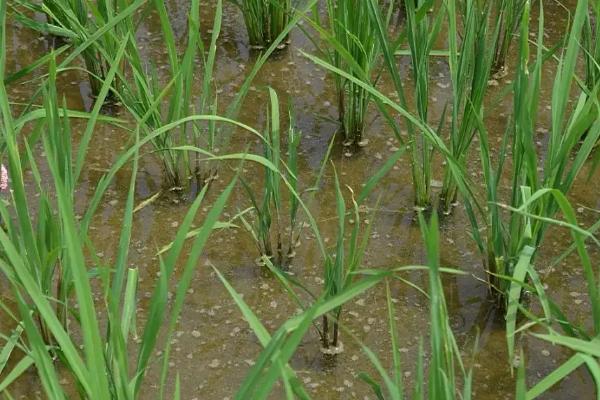 嘉禾247水稻种子简介，及时防治稻瘟病
