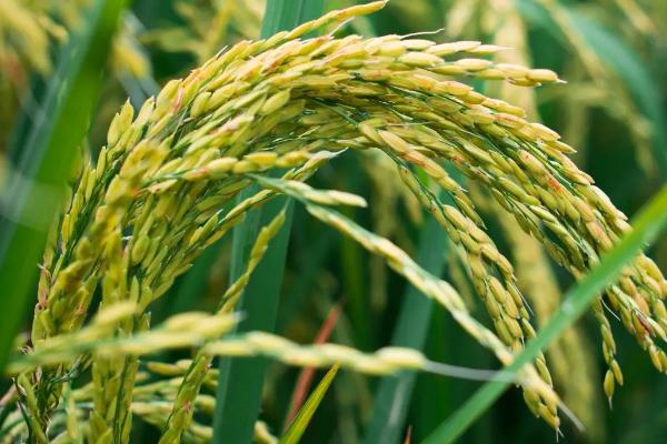 Q两优155水稻种子简介，全生育期为135.3天