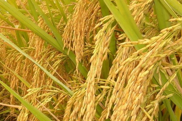 两优1999水稻品种的特性，中籼两系杂交水稻品种