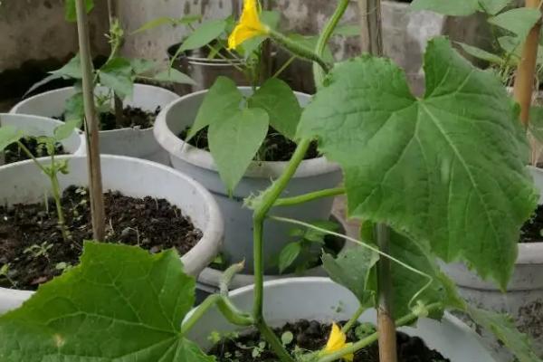 家庭版黄瓜种植技巧，一年四季均可播种