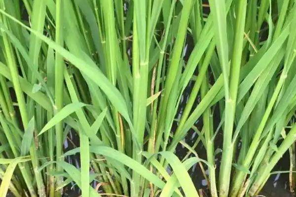 同丰粳62水稻品种的特性，中抗白叶枯病