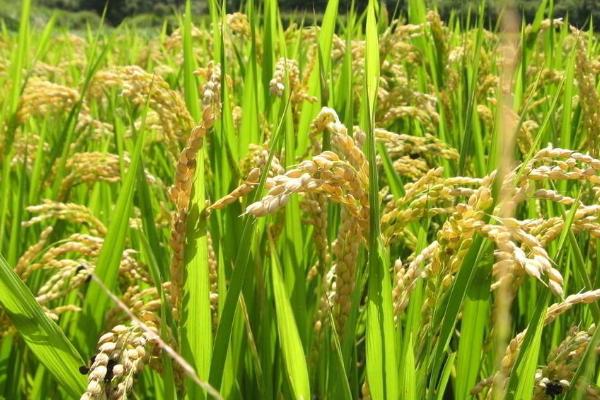 原两优185水稻种简介，全生育期为141.4天