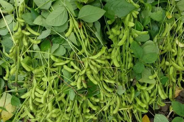 泉豆17大豆种子简介，密度在1.1～1.5万株/亩