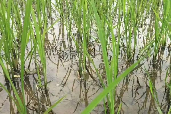 云香A水稻品种的特性，两期父本相隔3天播种