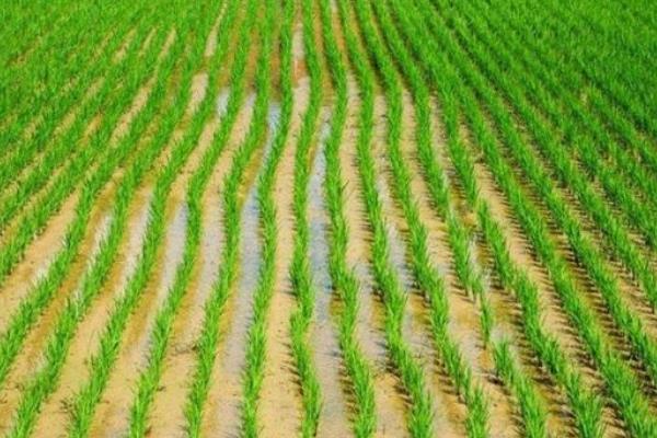 广优618水稻种子特征特性，5月中上旬播种