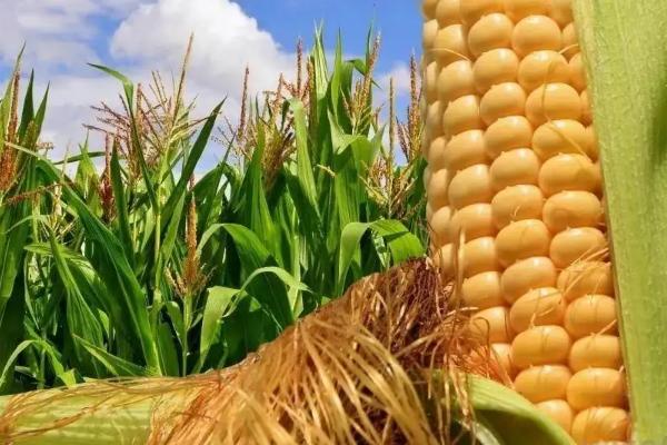 鑫丰糯1号玉米种子特征特性，适宜密度为每亩4000株左右