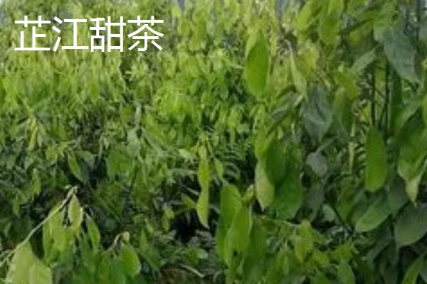 湖南省芷江侗族自治县的特产，雪峰山鱼腥草曾被侗民称为仙草