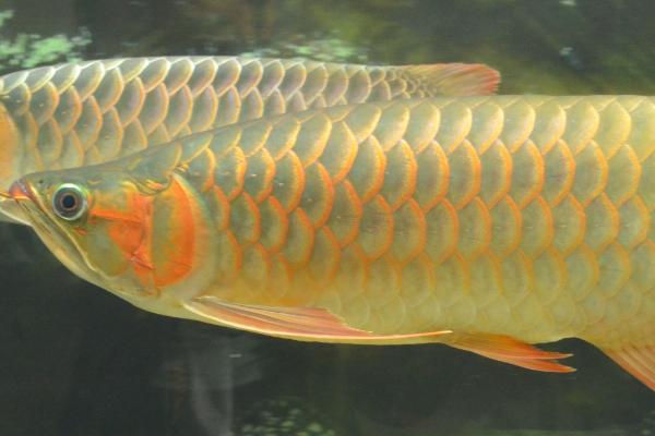 龙鱼鳞片发黑的原因及解决方法，环境波动太大或投喂太多泥鳅均会导致