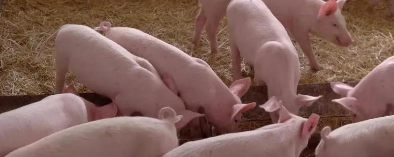 猪魏氏梭菌病如何防治，产前45天就要注射猪大肠杆菌苗