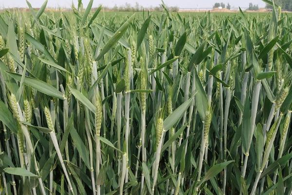 禾麦32小麦种子介绍，适宜播种期10月上中旬