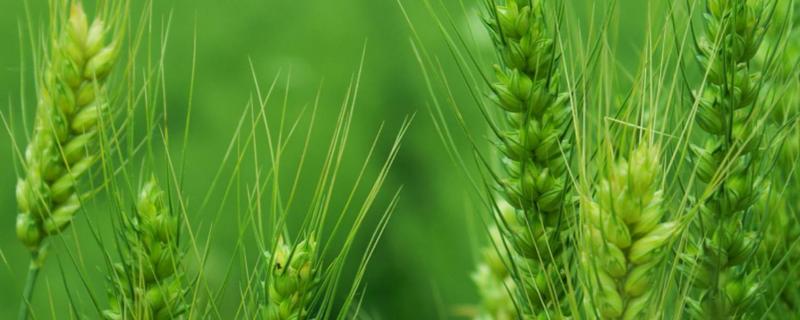 禾麦32小麦种子介绍，适宜播种期10月上中旬